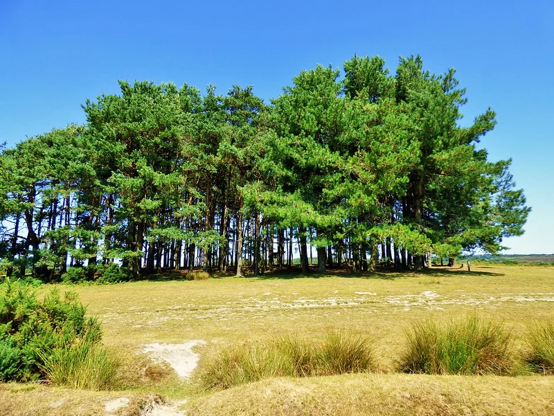 Ashdown Forest